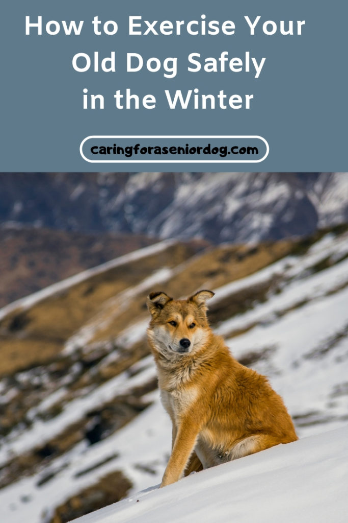 How to exercise your senior dog safely in the winter