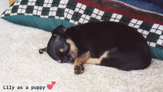 Lily as a puppy Michele Johnson