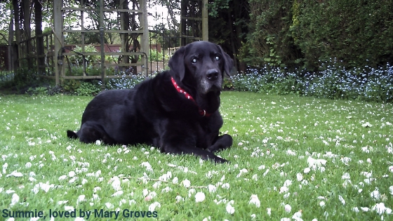 Summie an old blind dog loved by Mary Groves