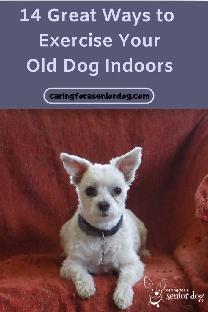 14 great ways to exercise your old dog indoors