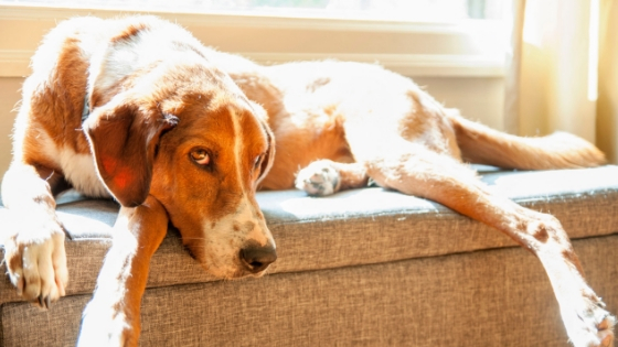 14 great ways to exercise your old dog indoors