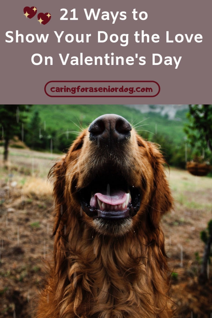 21 Ways to show your dog the love on Valentines Day