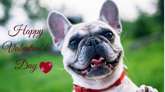 21 ways to show your dog the love on Valentines Day
