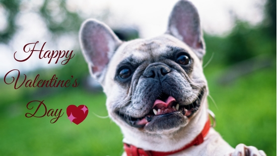 21 Ways To Show Your Dog The Love On Valentines Day