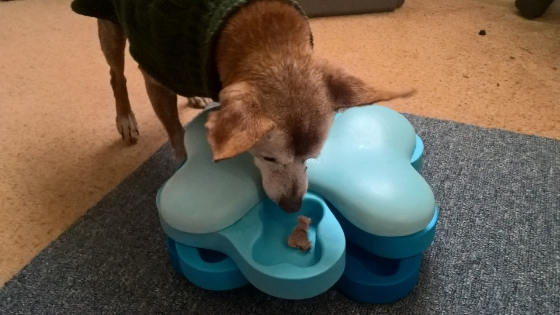 Red with one of her puzzle toys for dogs