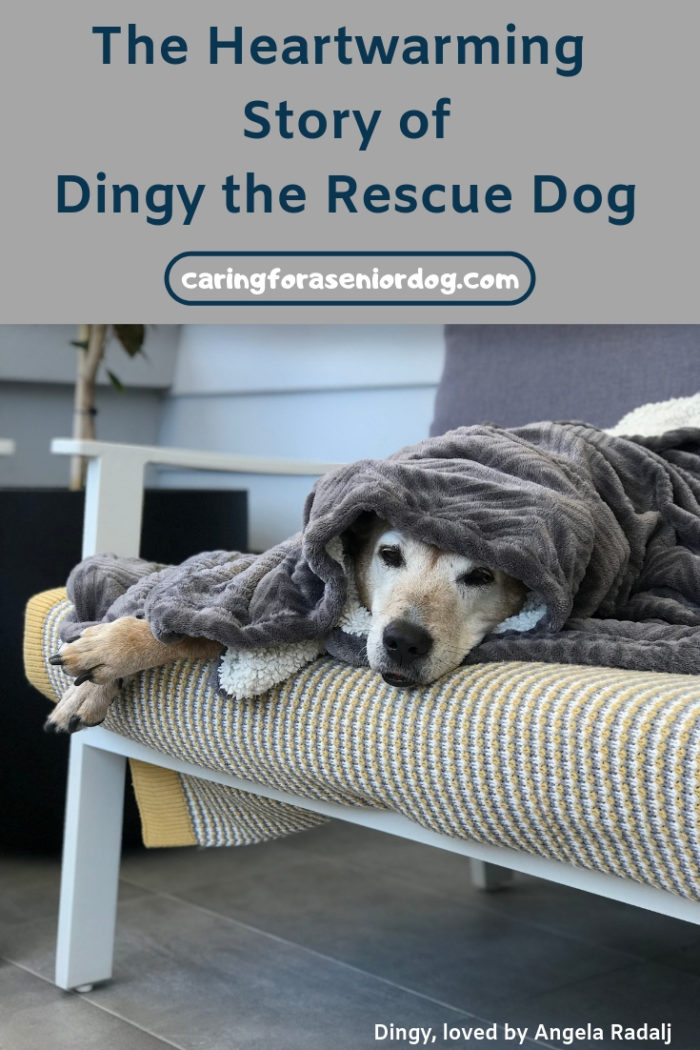 The heartwarming story of Dingy the rescue dog