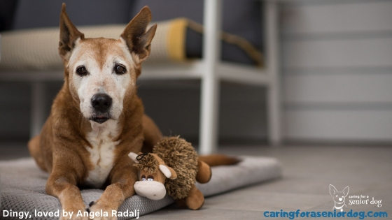 The heartwarming story of Dingy the rescue dog