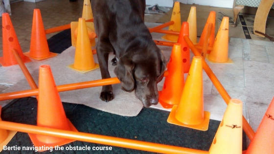 build your own obstacle course for dogs