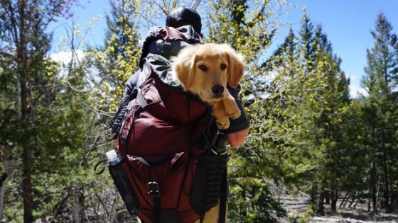 hiking with your dog