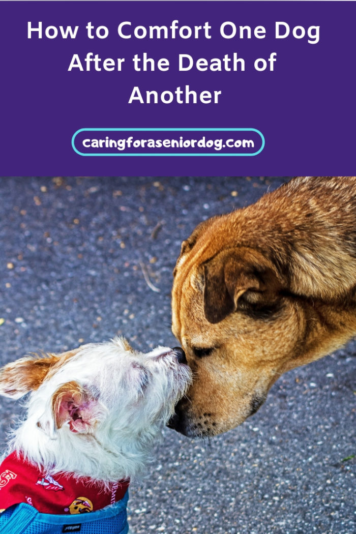 How to Comfort One Dog After the Death of Another Caring