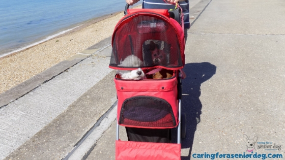 Top 7 products for dogs that have trouble walking