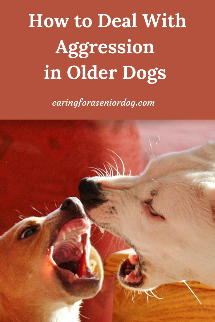 How to deal with aggression in older dogs
