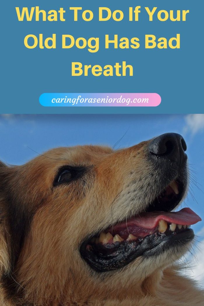 What To Do If Your Old Dog Has Bad Breath - Caring for a Senior Dog