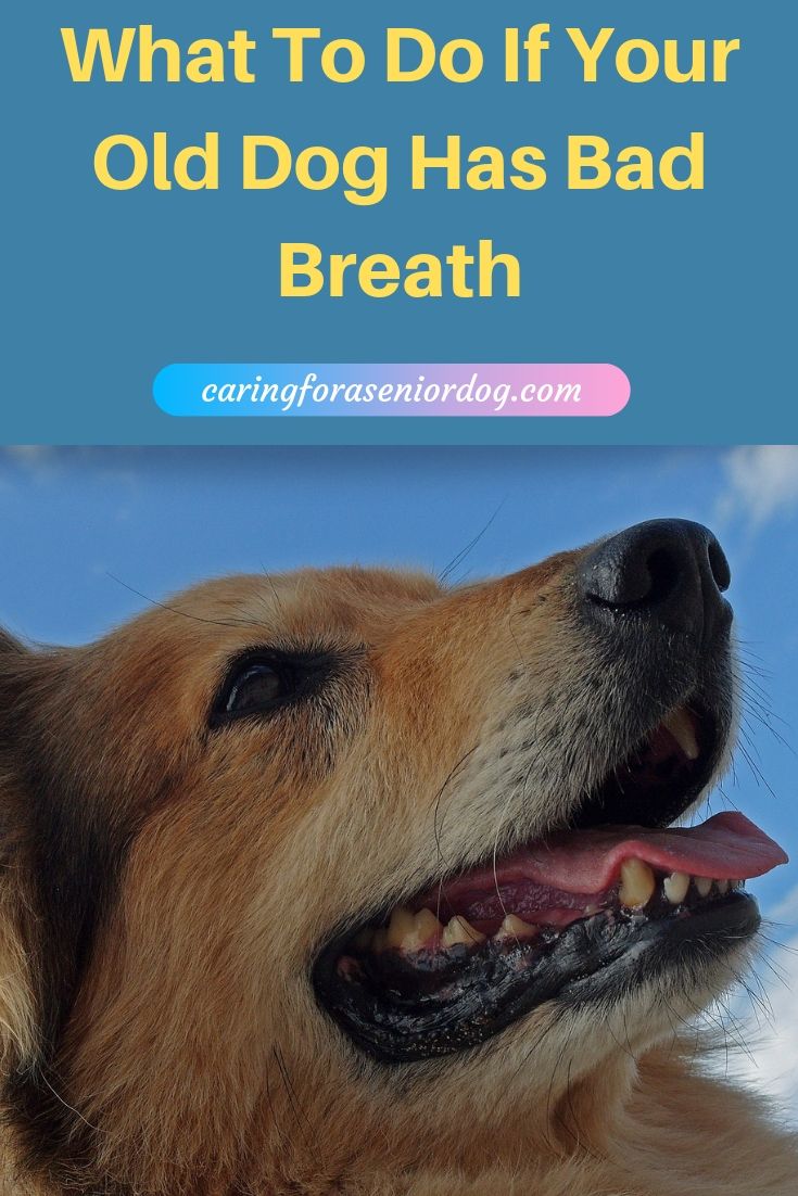 What to do if your old dog has bad breath