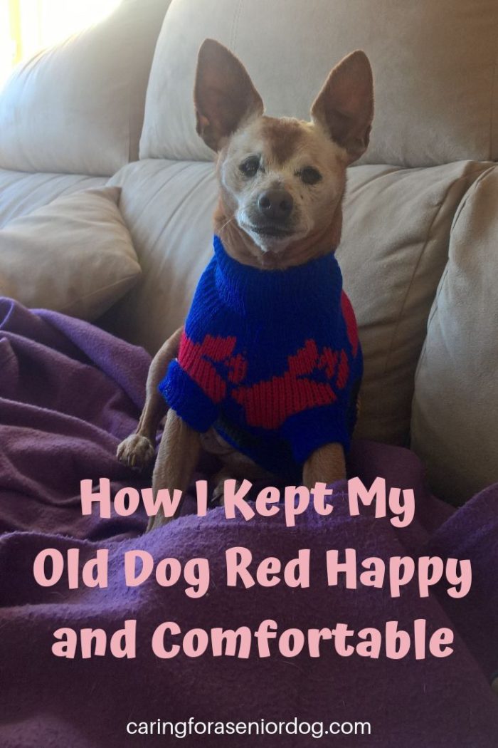 tips-for-how-to-keep-an-old-dog-comfortable-caring-for-a-senior-dog