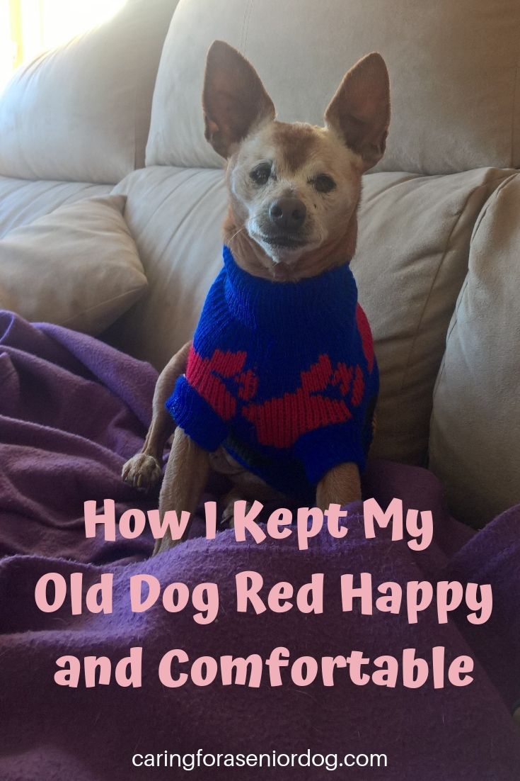 How I Kept my Old Dog Red Happy and Comfortable