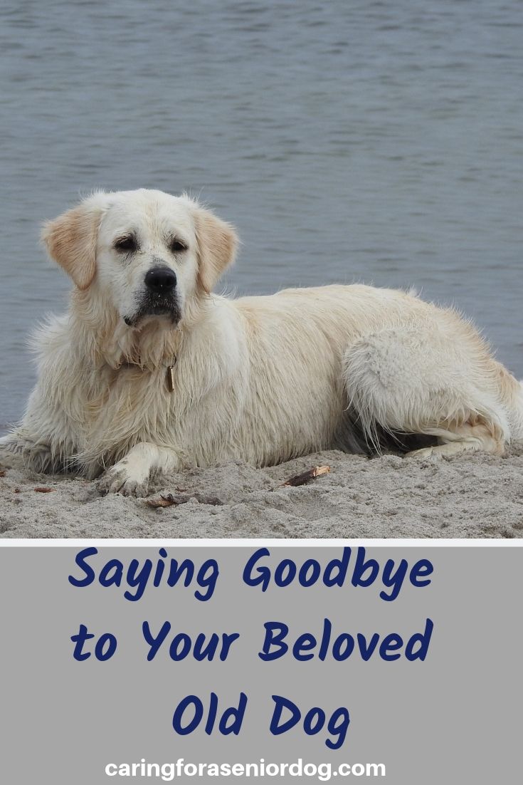 Saying Goodbye to Your Beloved Old Dog