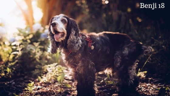 20 important things your senior dog wants to tell you