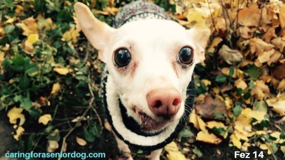 What to Feed an Old Dog With No Teeth Caring for a Senior Dog