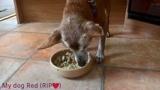 Dog food for senior dogs with no teeth best sale