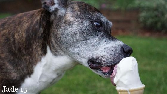What to feed a senior dog with no teeth