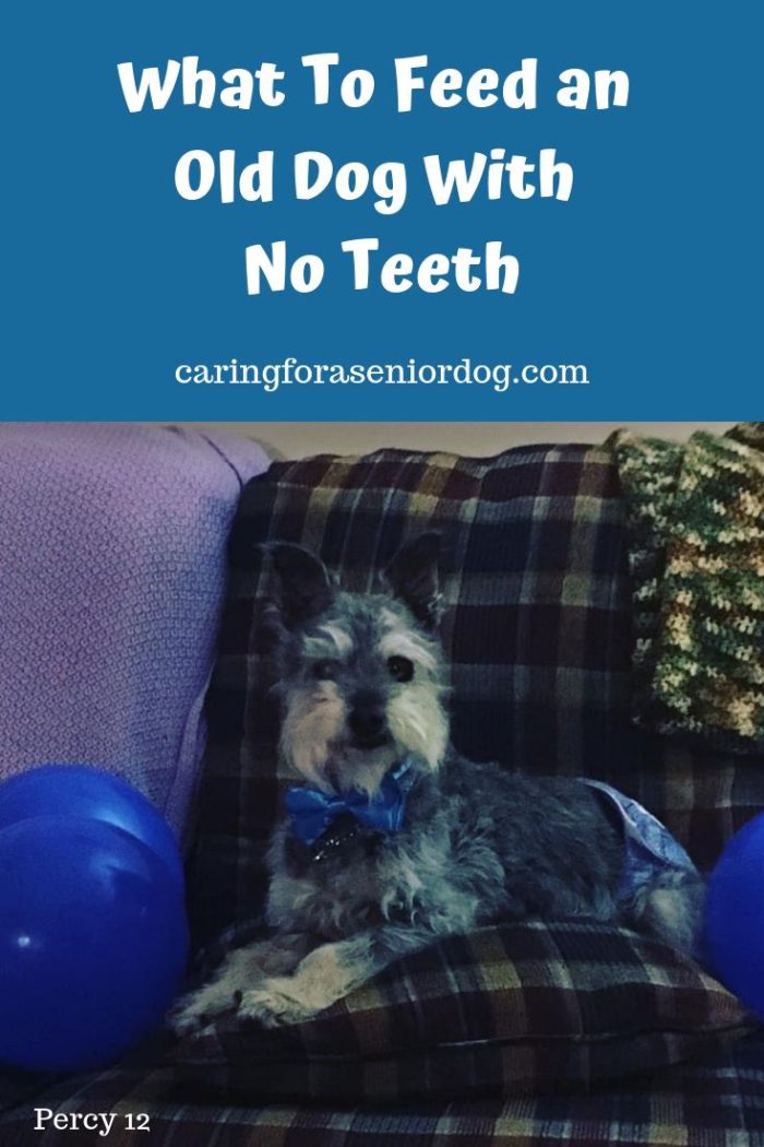 what-to-feed-an-old-dog-with-no-teeth-caring-for-a-senior-dog