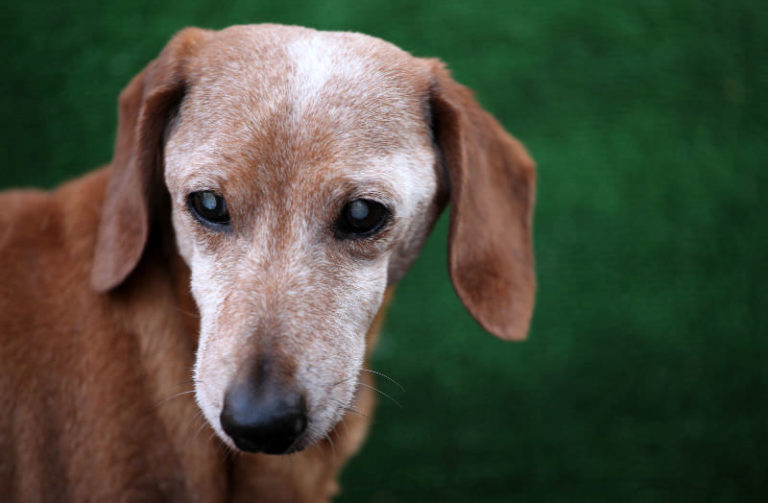 20 Important Things Your Senior Dog Wants to Tell You Caring for a