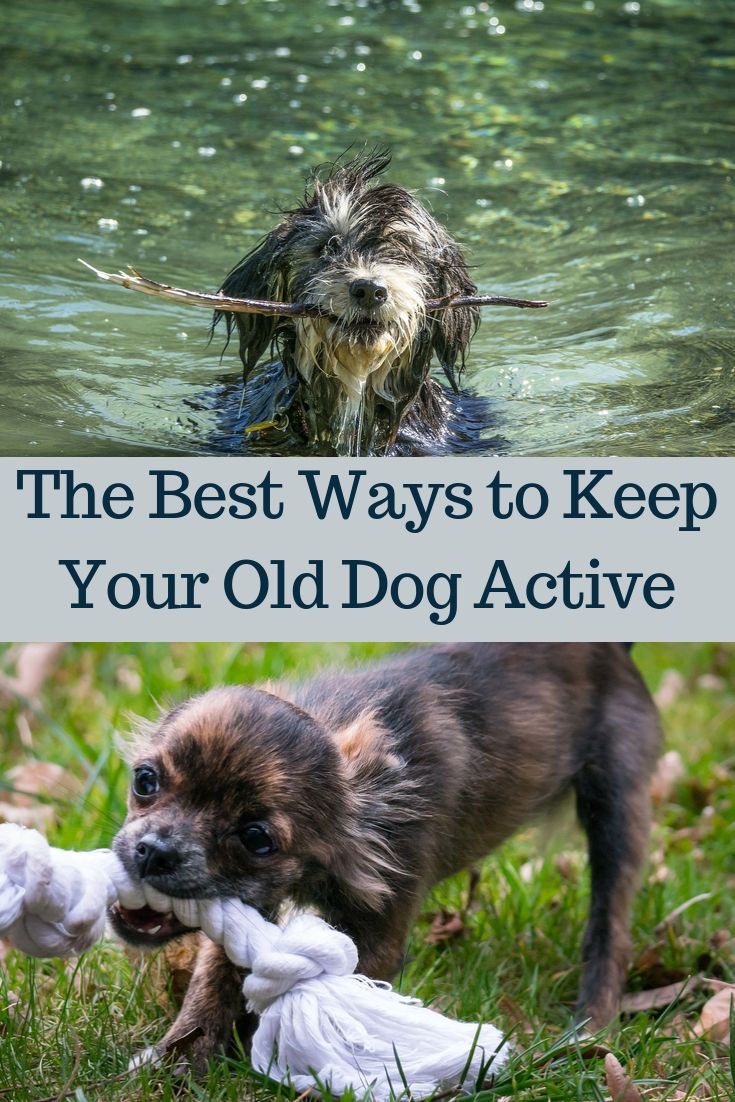 The Best Ways to Keep Your Old Dog Active