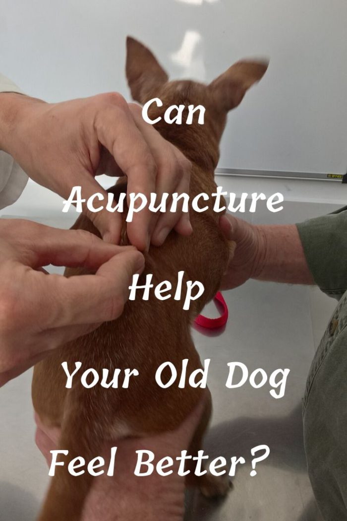 Can Acupuncture Help Your Old Dog Feel Better? Caring for a Senior Dog