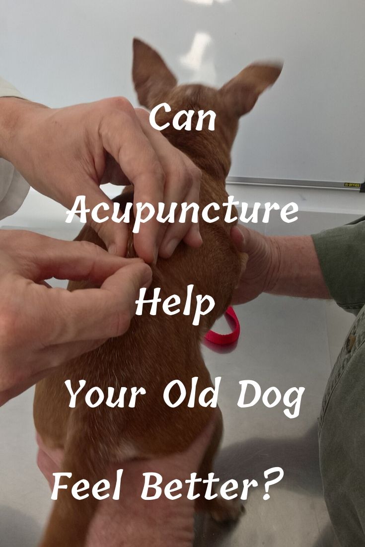 Can Acupuncture Help Your Old Dog Feel Better