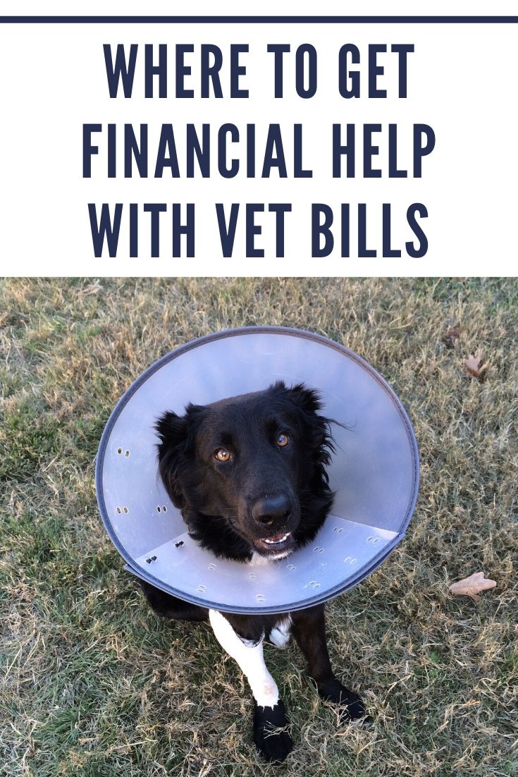 Where to get financial help with vet bills