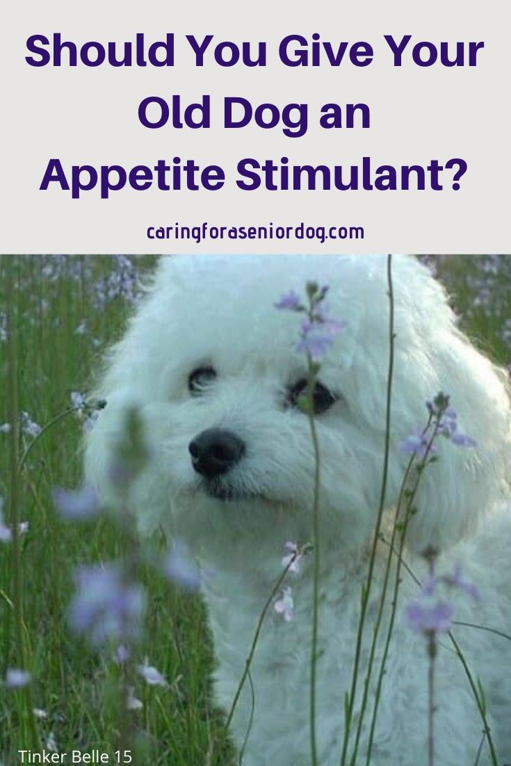 what is the best appetite stimulant for dogs