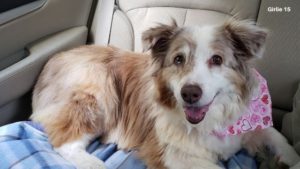 Can a 10 Year Old Dog Be in Heat? - Caring for a Senior Dog