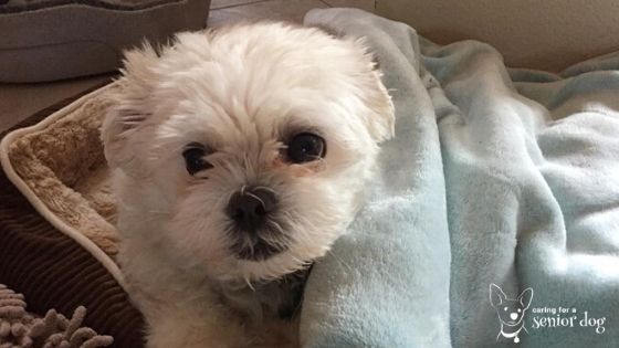 can a 14 year old dog recover from a stroke