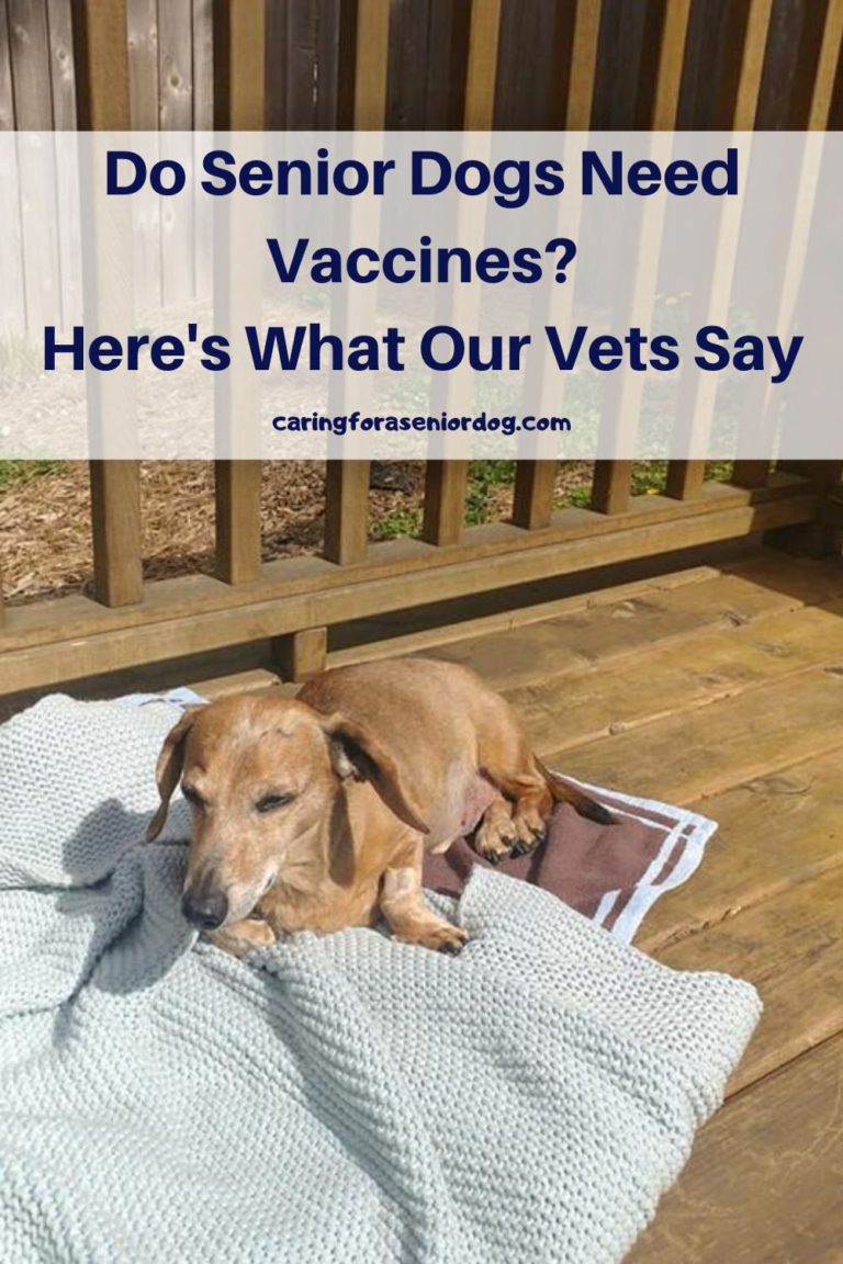 do-senior-dogs-need-vaccines-here-s-what-our-vets-say-caring-for-a