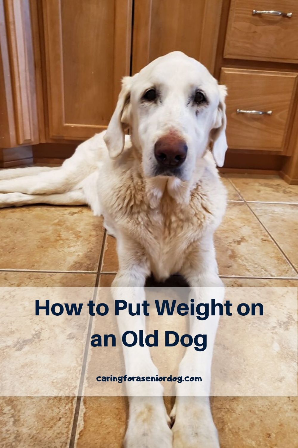 do dogs lose weight when they get old