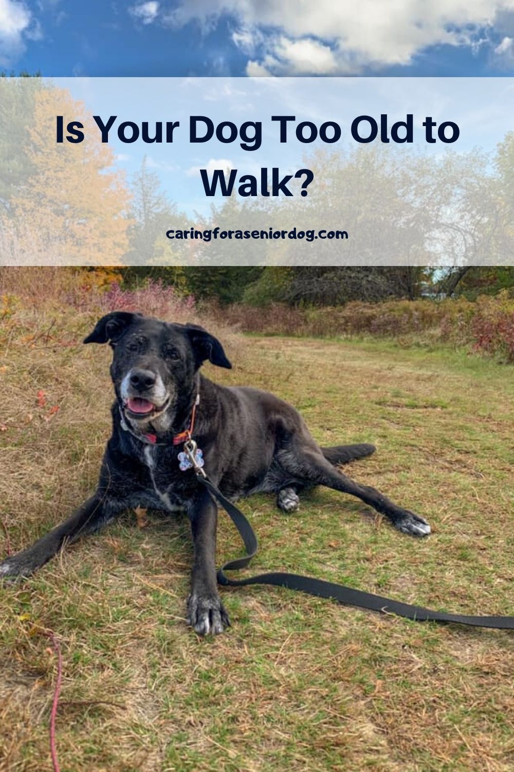 is-your-dog-too-old-to-walk-here-s-how-to-know-caring-for-a-senior-dog