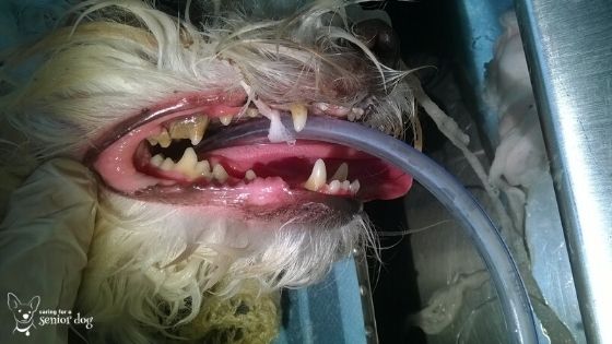 old dog bad teeth