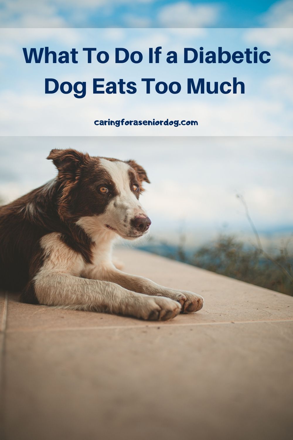 What To Do If A Diabetic Dog Eats Too Much Caring For A Senior Dog