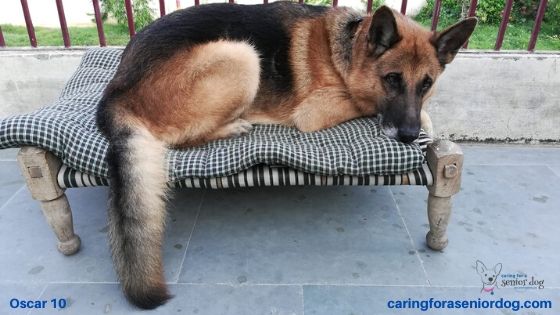 Why Is Diabetic Dog Food Expensive - Caring for a Senior Dog