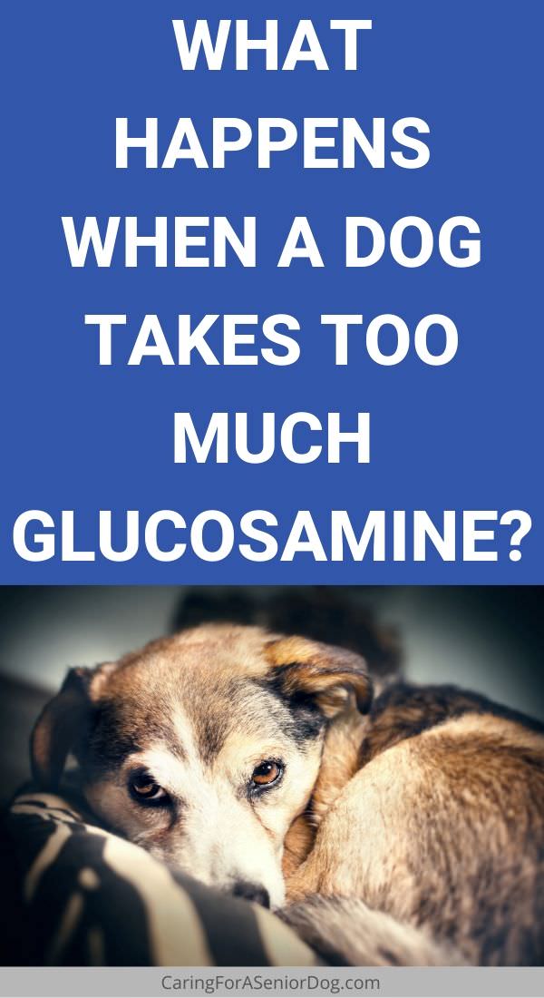 Can a dog overdose on a glucosamine joint supplement?