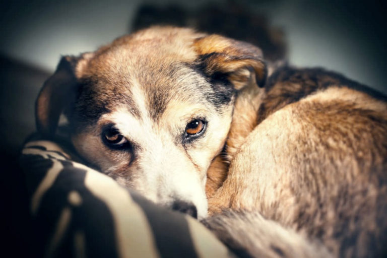 Glucosamine for Dogs What to Expect From an Overdose Caring for a