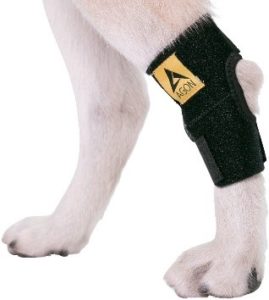 Mobility Aids For Dogs - Caring for a Senior Dog