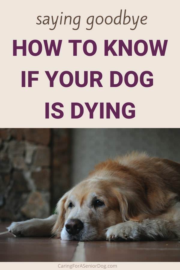 what are signs that a dog is dying