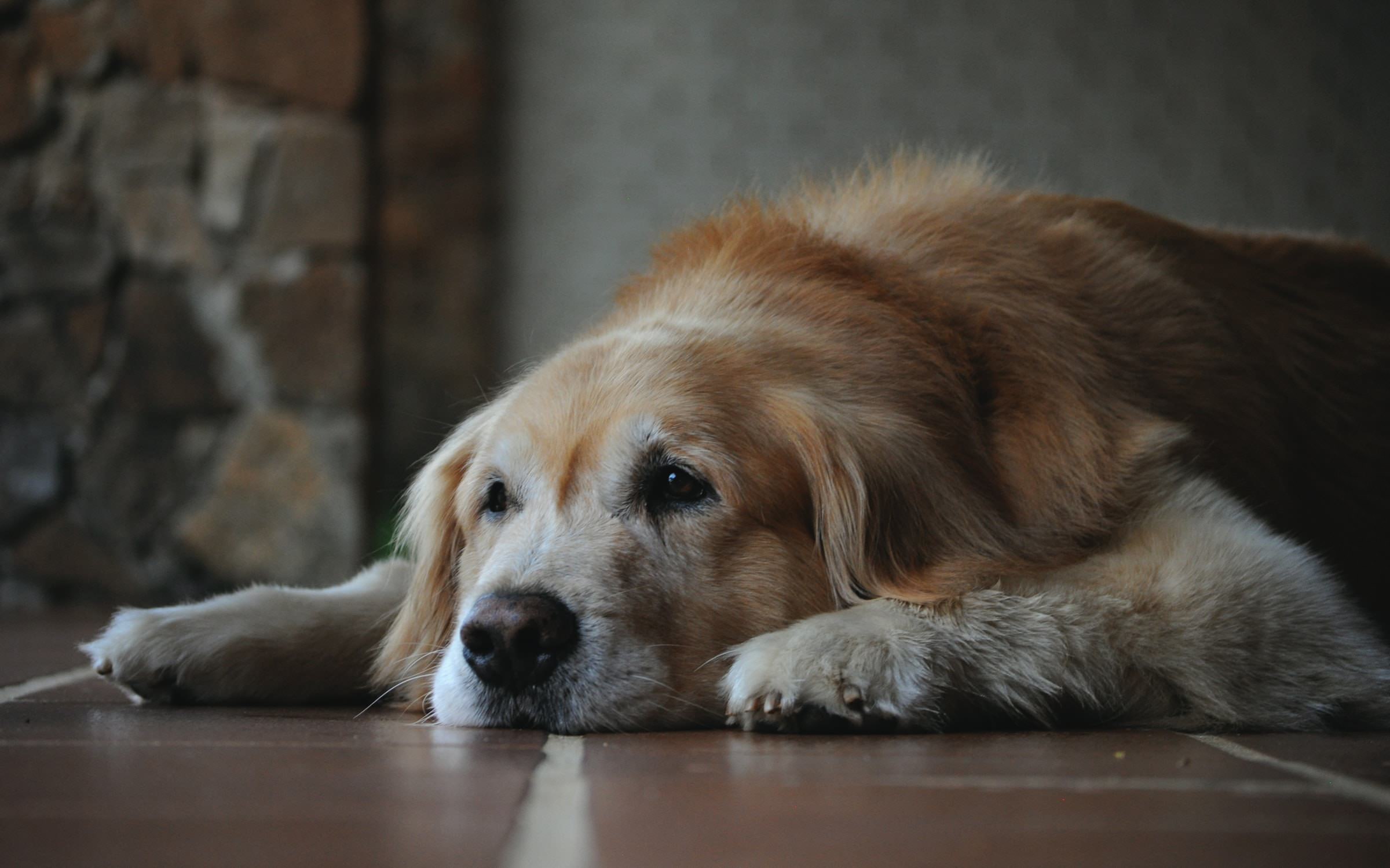 how-do-i-know-when-my-old-dog-is-dying