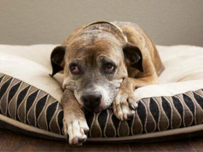 older dog lying on a dog bed