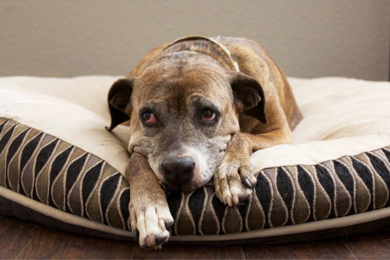 older dog lying on a dog bed