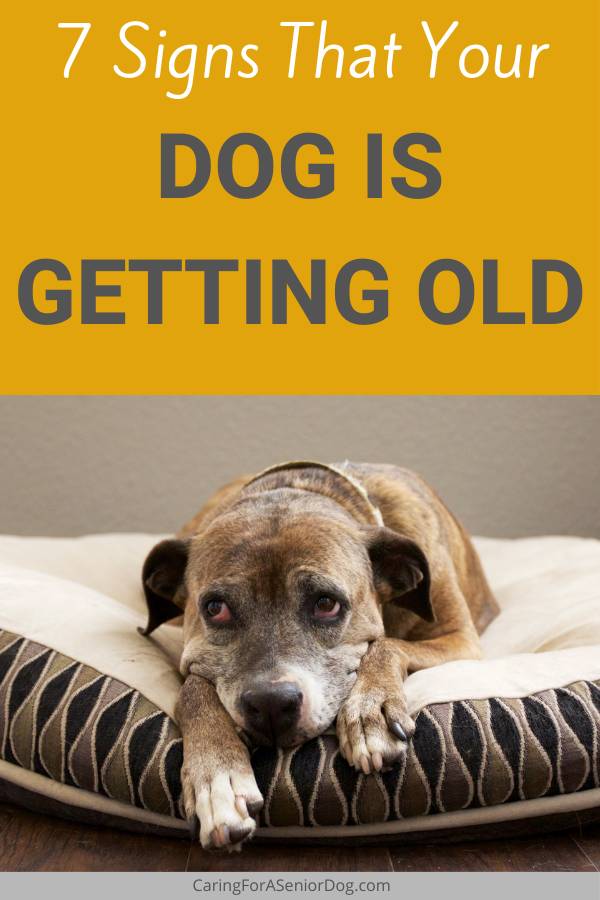 older dog lying on a bed | 7 signs that your dog is getting old