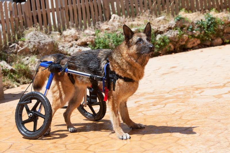 German Shepherd in a wheelchair | Help! My Old Dog Is Losing Muscle Mass and Getting Weak in Their Hind Legs