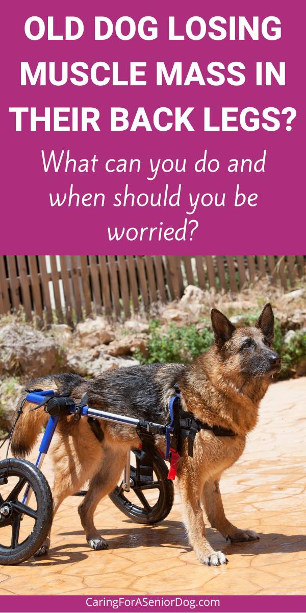 German Shepherd using a wheelchair | Help! My Old Dog Is Losing Muscle Mass and Getting Weak in Their Hind Legs